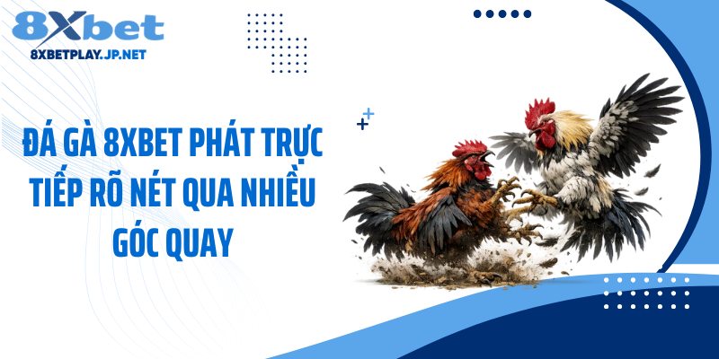 Đá gà 8XBET phát trực tiếp rõ nét qua nhiều góc quay